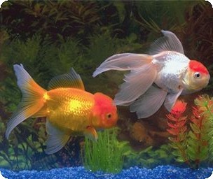 ORANDA - ASSORTED - 4-5 INCH